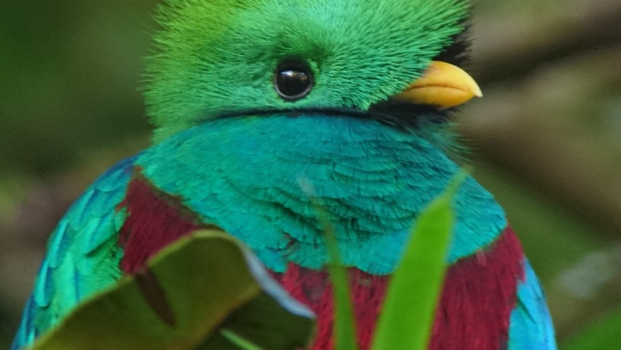 Bird At Monteverde Hummingbird Gallery In Costa Rica