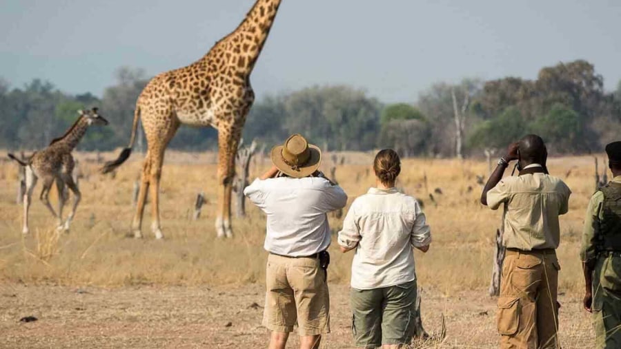 Giraffe in Arusha National Park