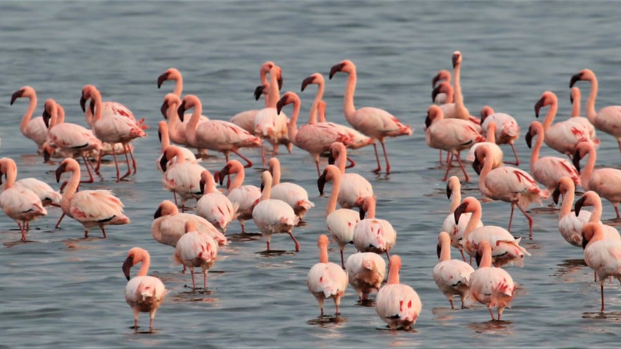 Flamingos on your Ngorongoro Safari