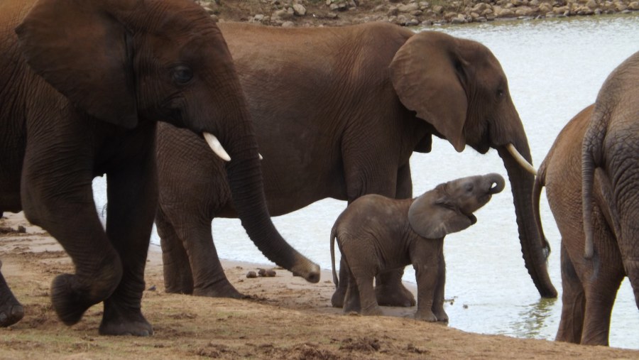 Elephants drinking water