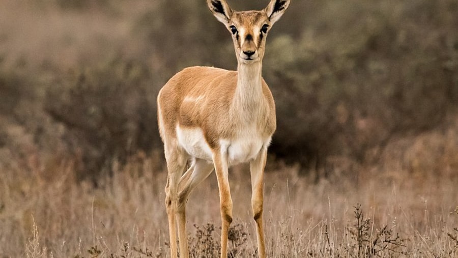 Gazelle in Shirvan National Park