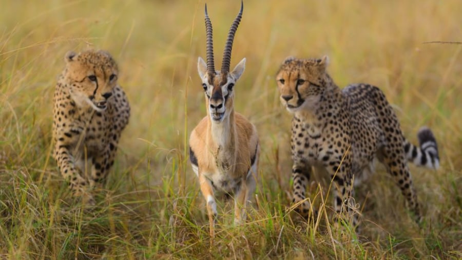 Leopards on their hunt at the Masai Mara National Reserve