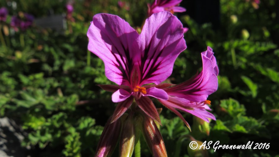 Pelargonium cuculatum