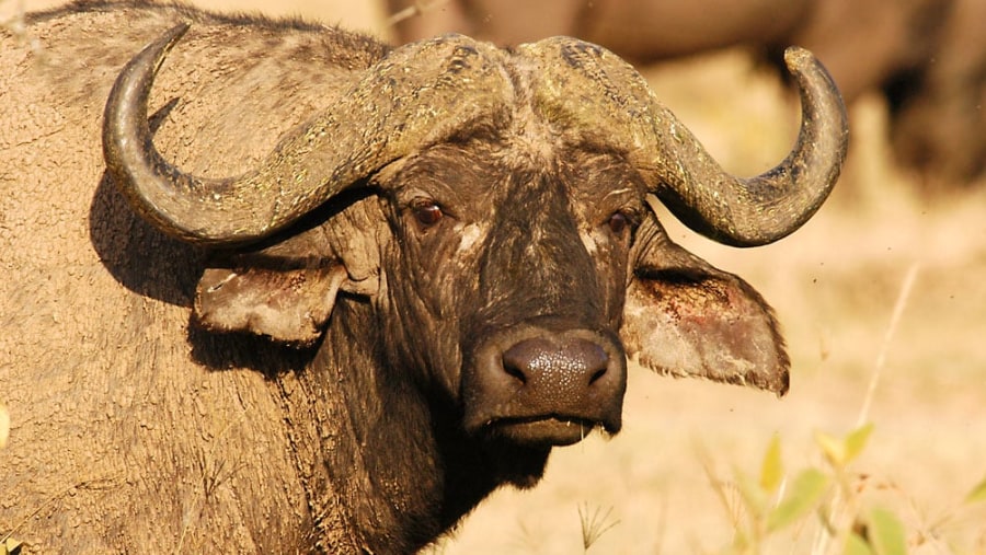 African Cape Buffalo, Amboseli National Park