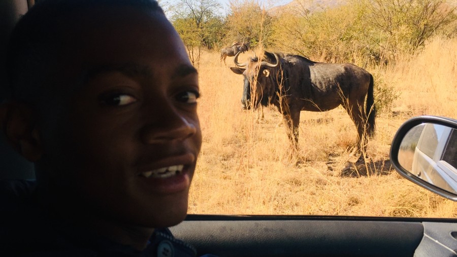 Wildebeest spotted on safari, Pilanesberg