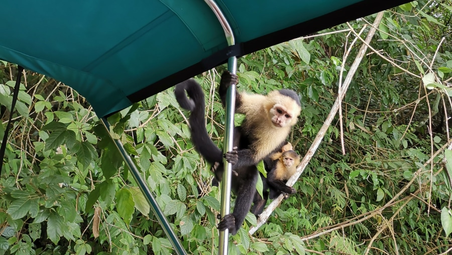 See Monkeys from Up Close