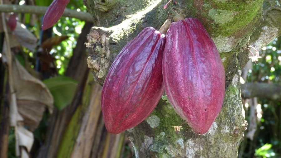 Cocoa Pods