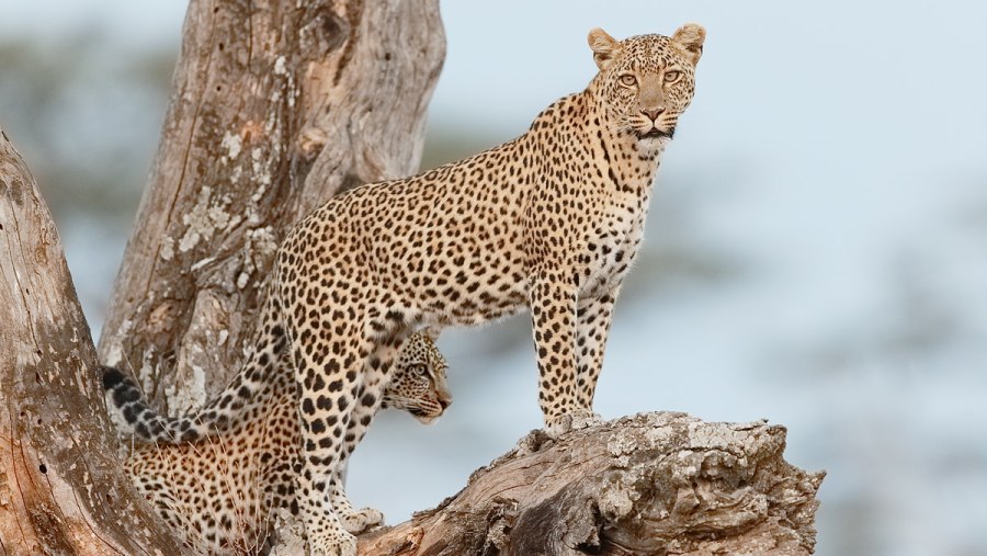 Admire Kenyan Leopards in the National Park