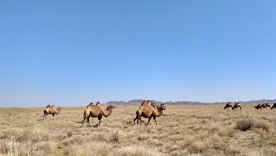 Camels in Altyn Emel National Park, Kazakhstan