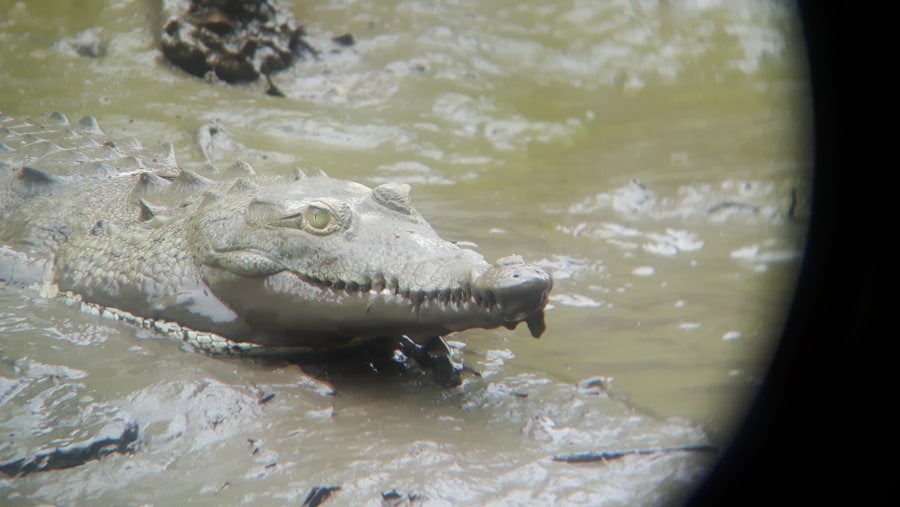 American crocodile