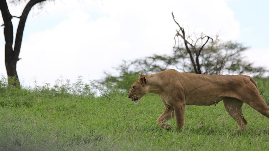 Lioness at Tarangire National Park