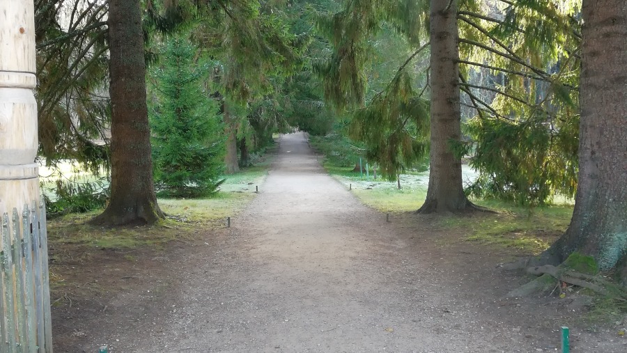 Walk down the Fir Avenue in the Mikhailovskoye Estate