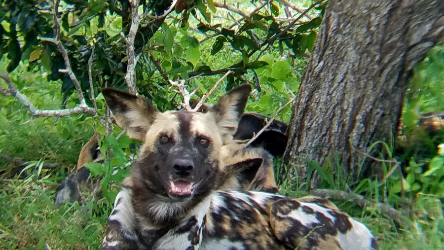 Wild dog resting