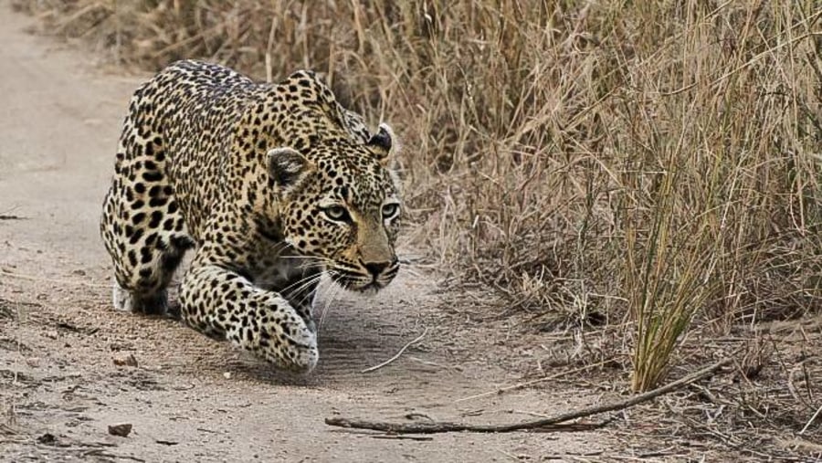 Leopard at Tarangire National Park