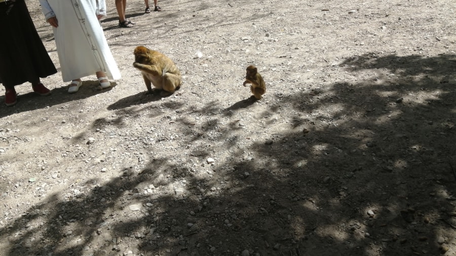 Apes  close to visitors