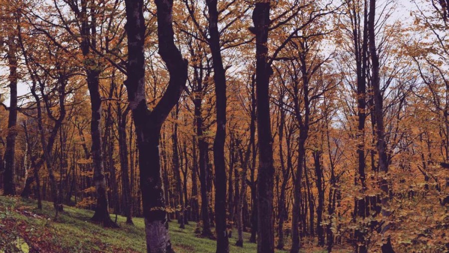 Sabaduri Forest