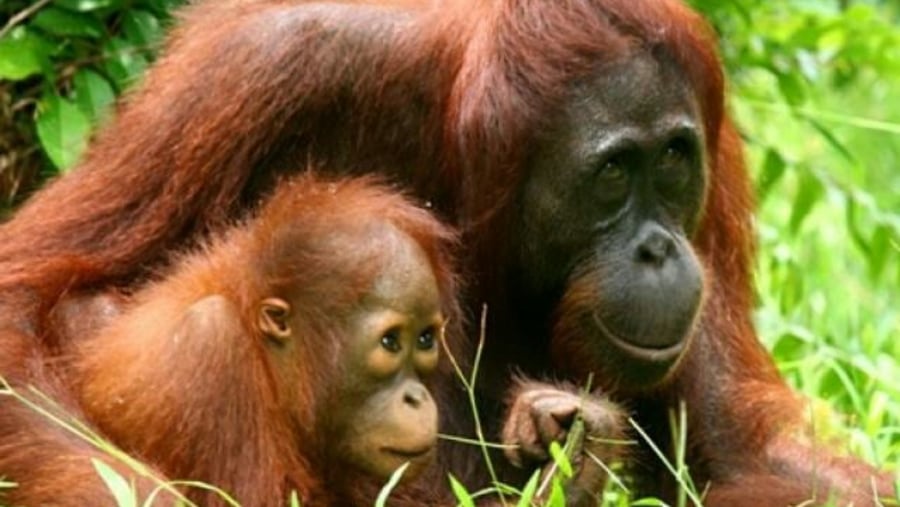 Orangutans in the Wild