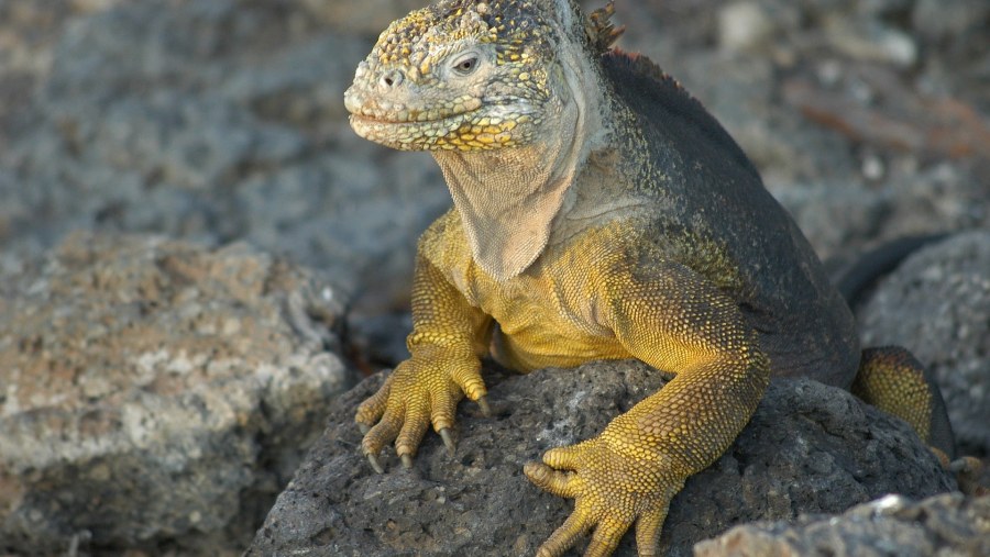 Galapagos Iguana