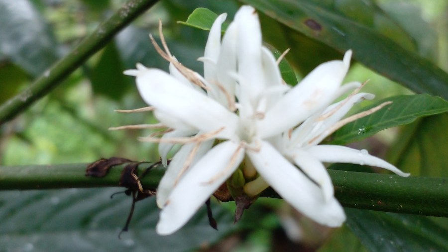 Coffee flower