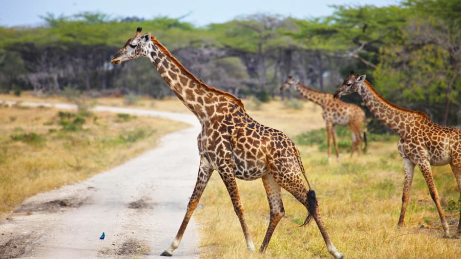 Giraffes at Selous National Park