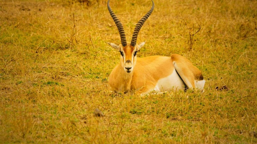 Spot the Beautiful Gazelle in Serengeti