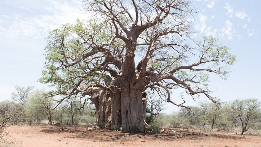 Baobab Tree, Bandia Reserve Safari Tour, Senegal