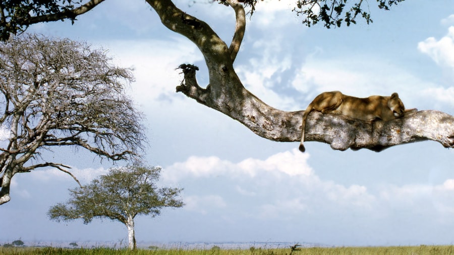 Lion in Queen Elizabeth National Park