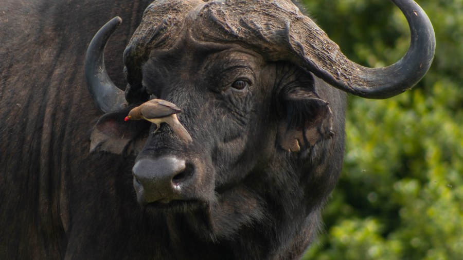 Buffalo or Nyati