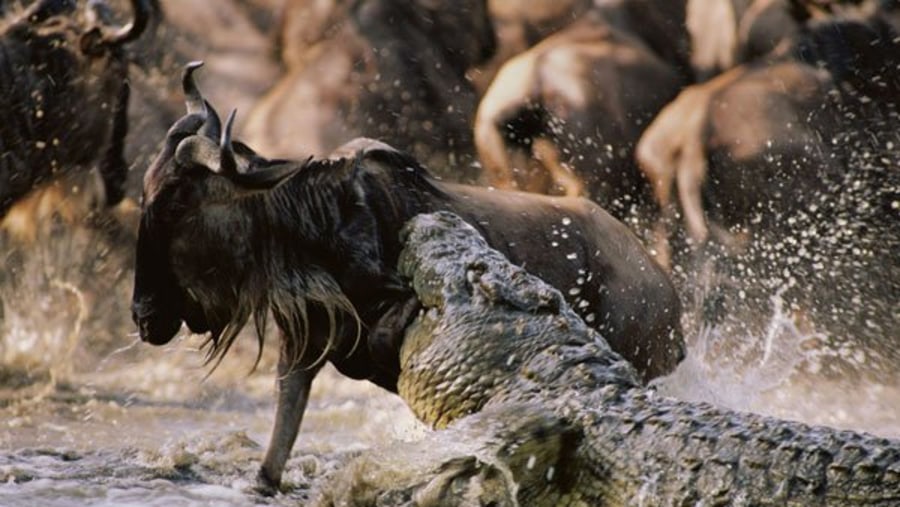 Crocodile grabbing its prey at Masai Mara