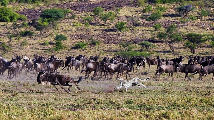 Wildebeest migration at the Mara