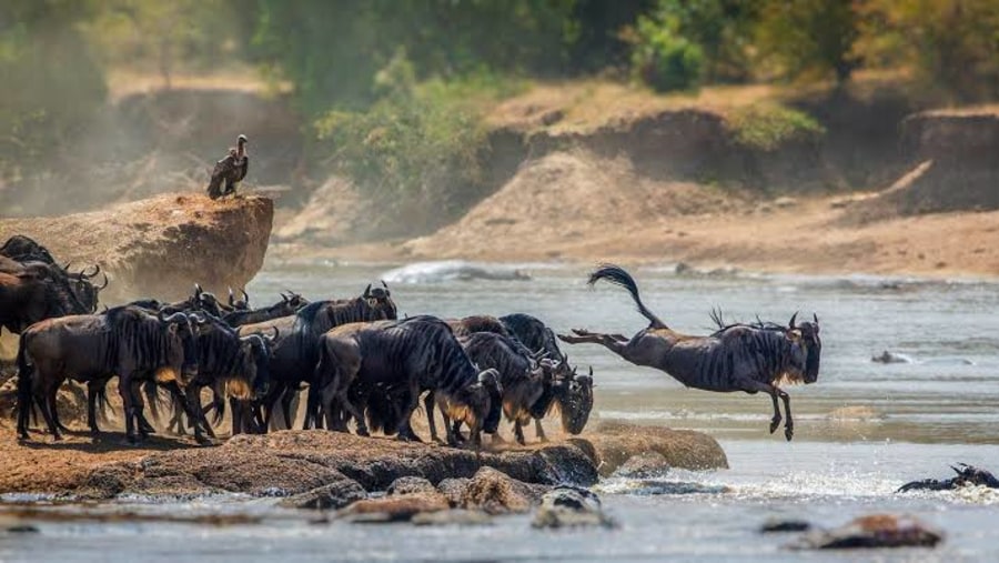 Serengeti And Tanzania