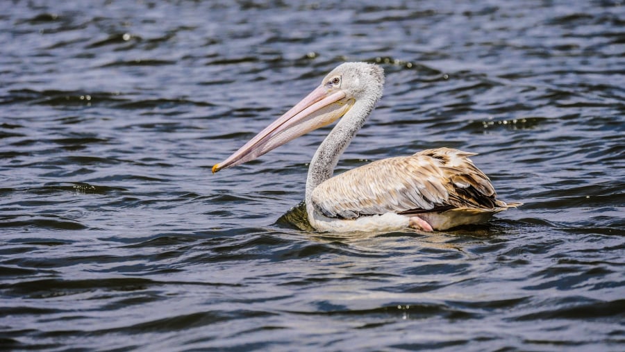 Pelicans in Lake Naivasha