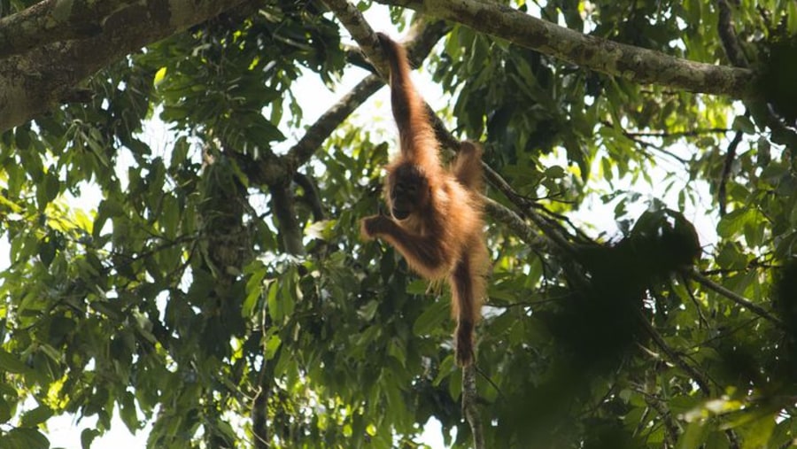 Orangutan in the sanctuary