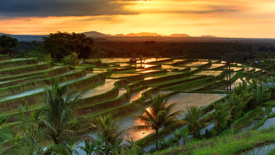 Tabanan Jatiluwih Rice Fields