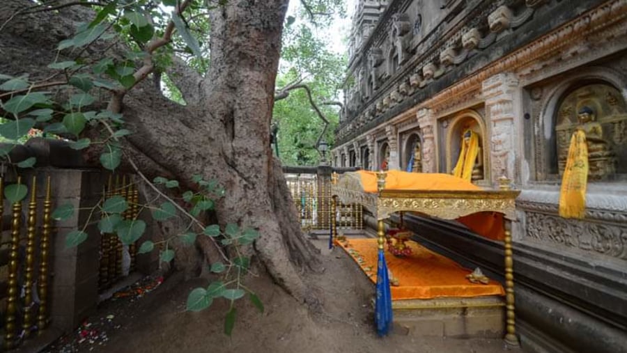 Bodhi Tree