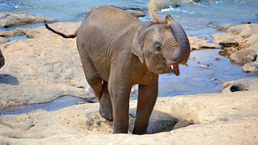 Meet the elephants at the Pinnawala Orphanage, Sri Lanka