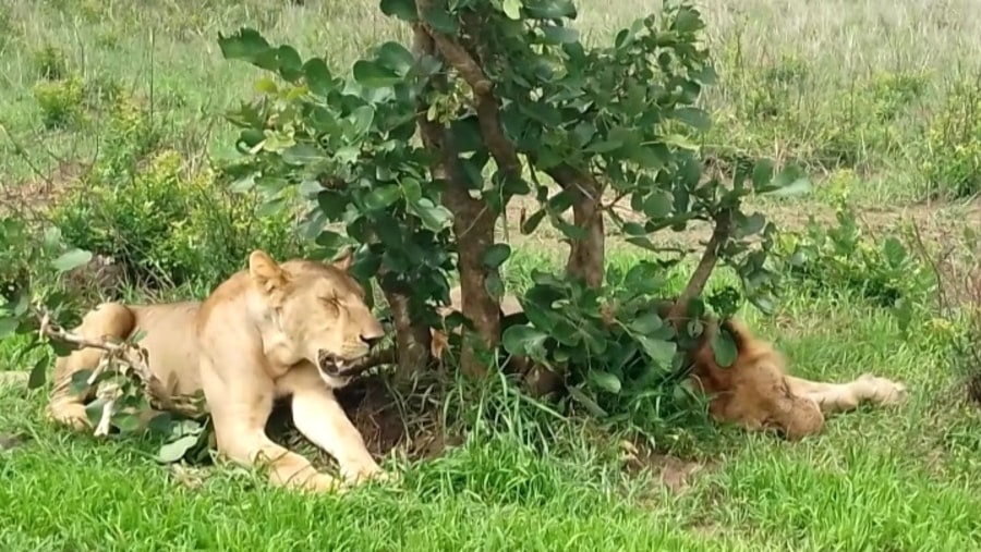 Lion at Mikumi National Park