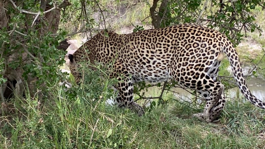 Cheetahs spotted during the safari