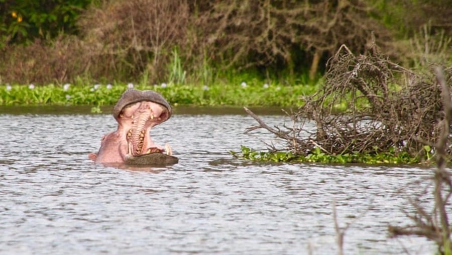 Yawning Hippo at Lake Naivahsa