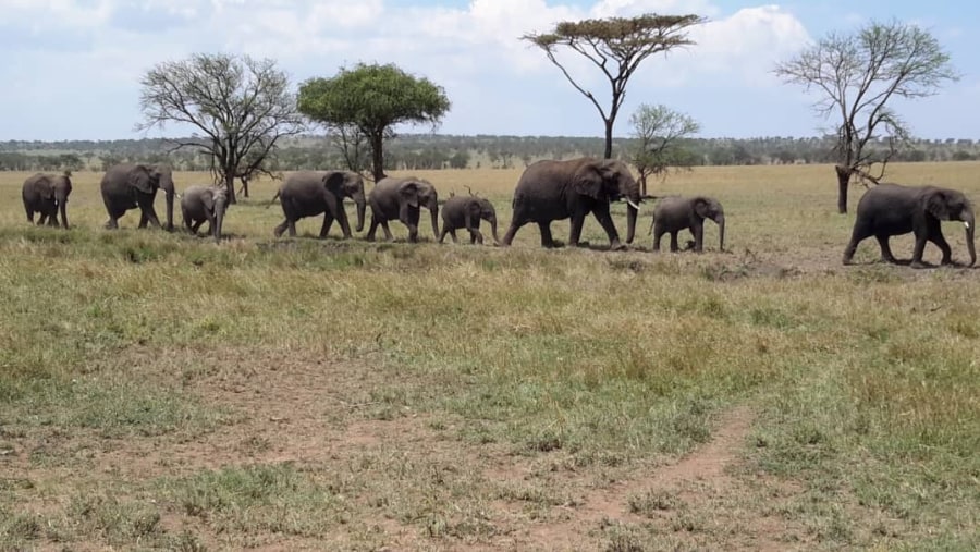 Elephants in Serengeti National Park