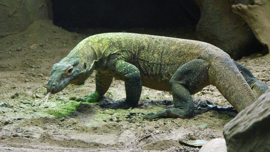 komodo dragon