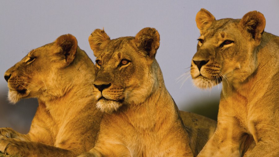 Lions at Masai Mara National Reserve
