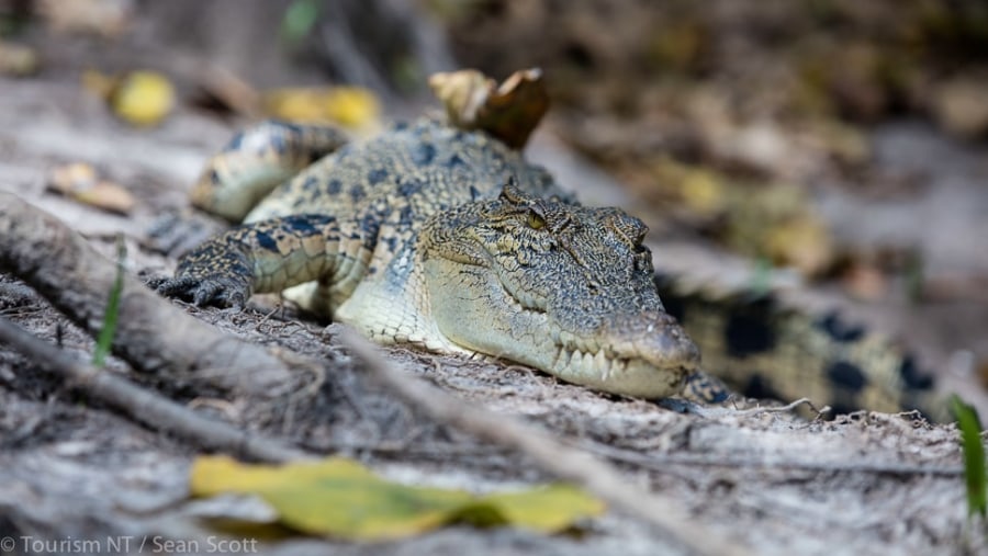 Saltwater crocodile