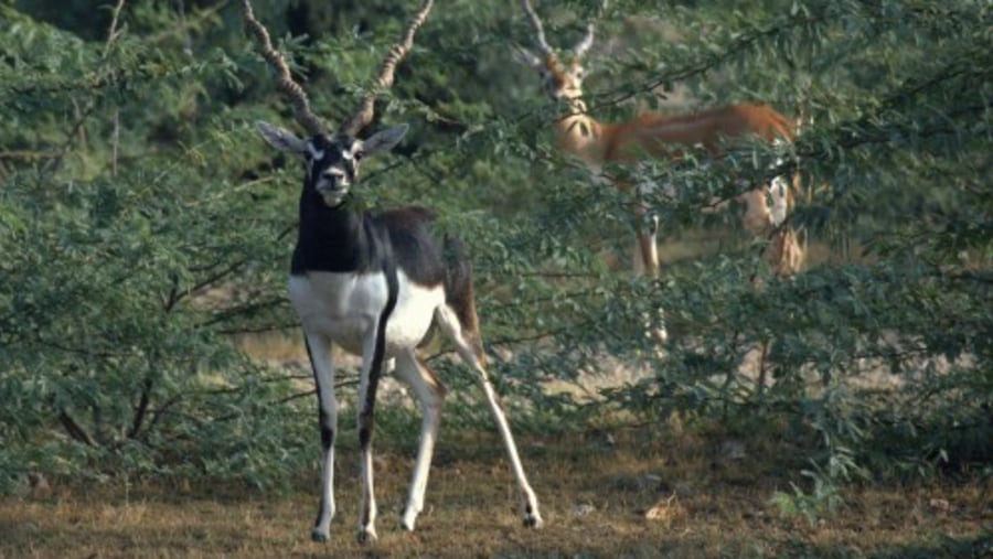 Black Buck in Jodhpur