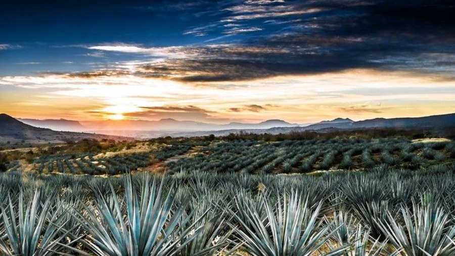 Blue Agave Fields