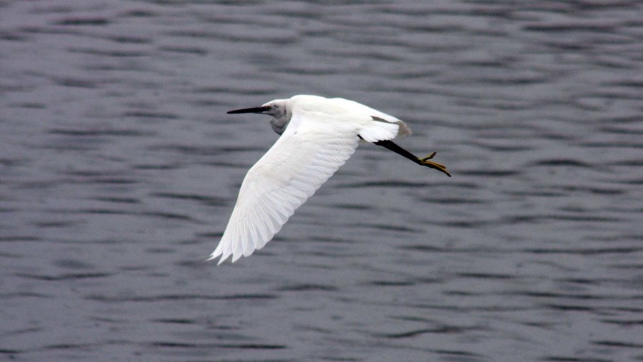 Little Egret