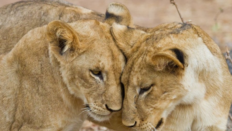 Lion Cubs at Ruaha National Park