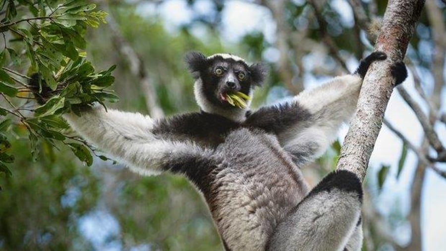 Indri-Indri the biggest Lemur at Antananarivo