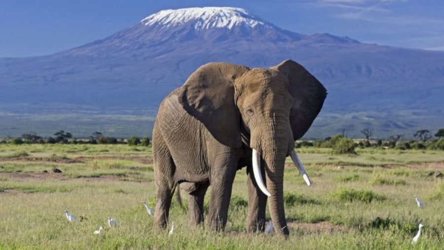 Meet the elephants in Amboseli National Park