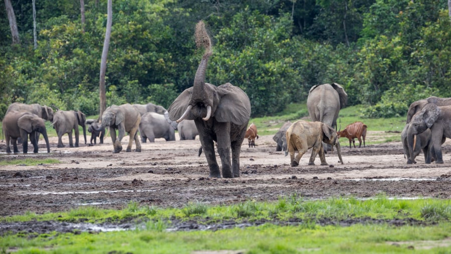 African Forest Elephants And Lowland Bongos